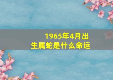 1965年4月出生属蛇是什么命运