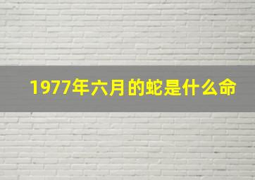 1977年六月的蛇是什么命