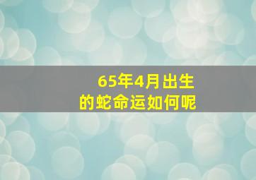 65年4月出生的蛇命运如何呢