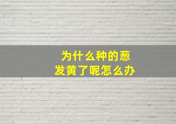 为什么种的葱发黄了呢怎么办