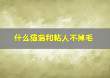 什么猫温和粘人不掉毛