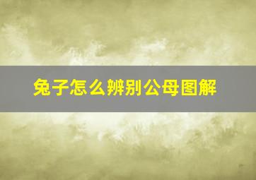 兔子怎么辨别公母图解