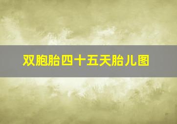 双胞胎四十五天胎儿图