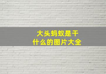 大头蚂蚁是干什么的图片大全