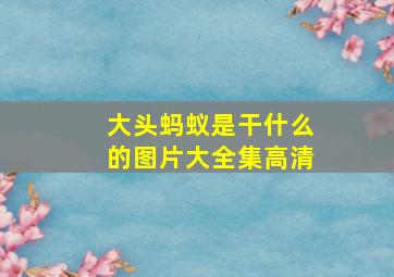 大头蚂蚁是干什么的图片大全集高清