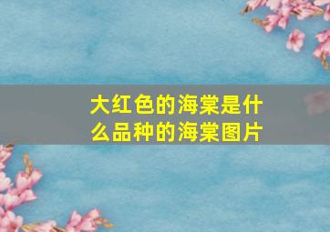 大红色的海棠是什么品种的海棠图片