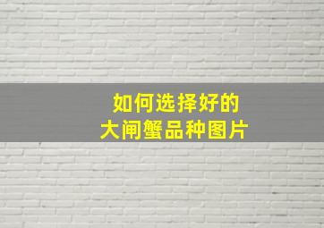 如何选择好的大闸蟹品种图片