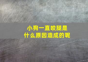 小狗一直咬腿是什么原因造成的呢