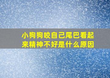 小狗狗咬自己尾巴看起来精神不好是什么原因