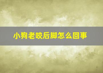 小狗老咬后脚怎么回事