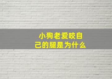 小狗老爱咬自己的腿是为什么