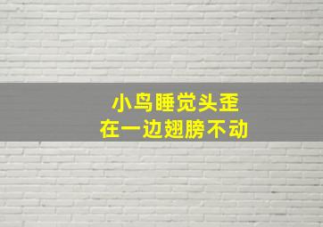 小鸟睡觉头歪在一边翅膀不动