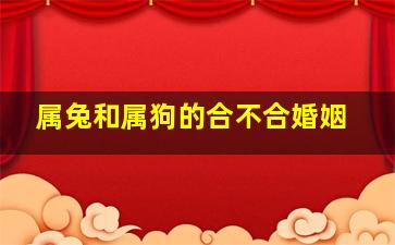 属兔和属狗的合不合婚姻