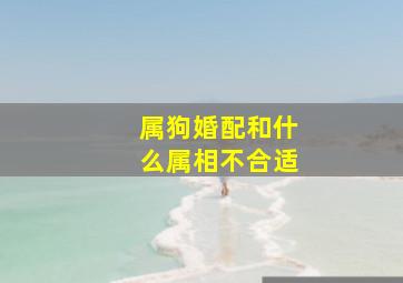 属狗婚配和什么属相不合适