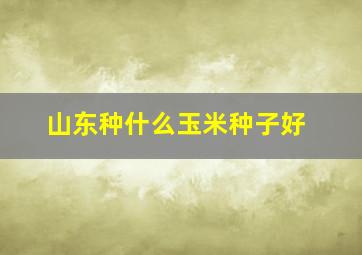 山东种什么玉米种子好