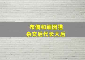 布偶和缅因猫杂交后代长大后