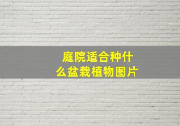 庭院适合种什么盆栽植物图片