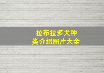 拉布拉多犬种类介绍图片大全