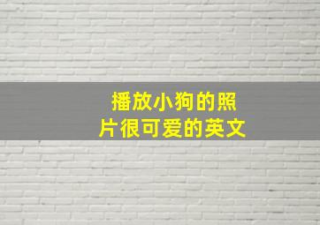 播放小狗的照片很可爱的英文