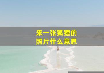 来一张狐狸的照片什么意思