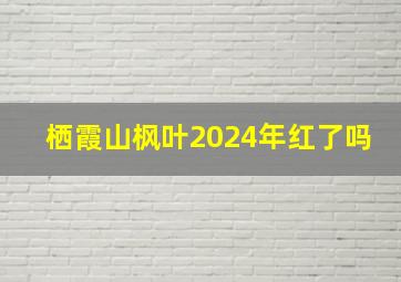 栖霞山枫叶2024年红了吗