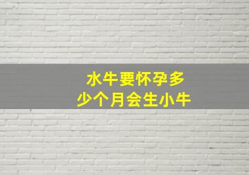 水牛要怀孕多少个月会生小牛