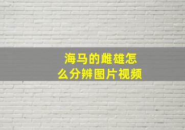 海马的雌雄怎么分辨图片视频