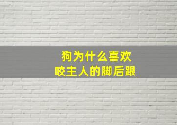 狗为什么喜欢咬主人的脚后跟