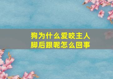 狗为什么爱咬主人脚后跟呢怎么回事