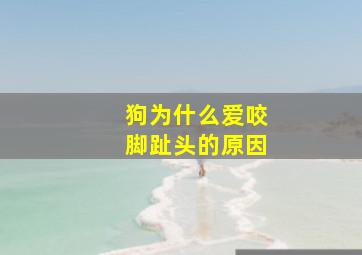 狗为什么爱咬脚趾头的原因