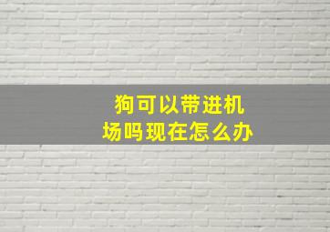 狗可以带进机场吗现在怎么办