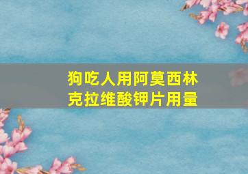 狗吃人用阿莫西林克拉维酸钾片用量