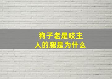 狗子老是咬主人的腿是为什么