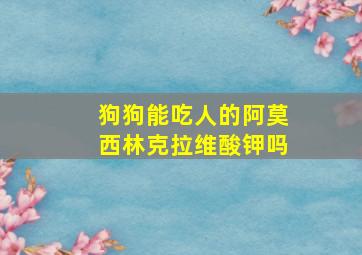 狗狗能吃人的阿莫西林克拉维酸钾吗