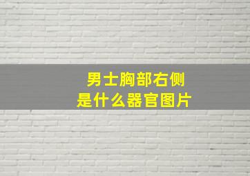 男士胸部右侧是什么器官图片