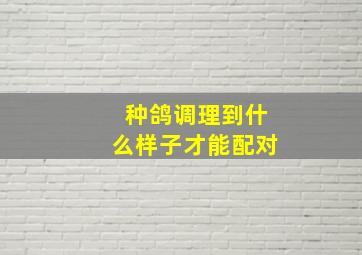 种鸽调理到什么样子才能配对