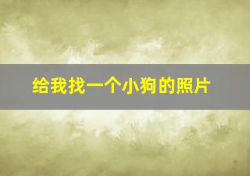 给我找一个小狗的照片