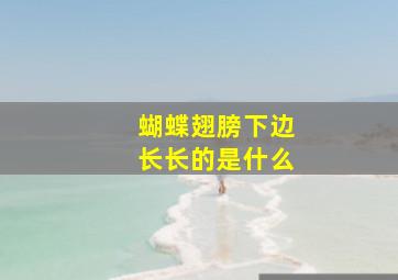 蝴蝶翅膀下边长长的是什么