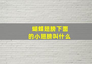 蝴蝶翅膀下面的小翅膀叫什么