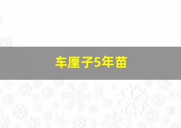 车厘子5年苗