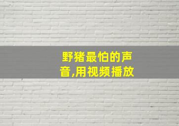 野猪最怕的声音,用视频播放