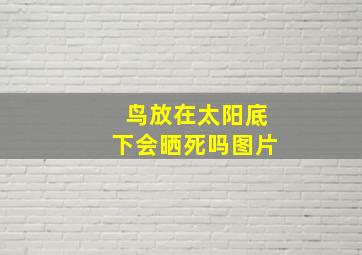 鸟放在太阳底下会晒死吗图片