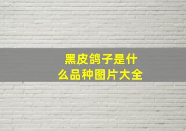 黑皮鸽子是什么品种图片大全